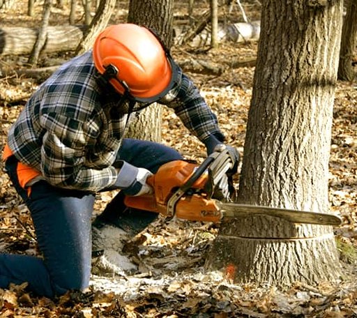 Tree Removal in Saint Jacob, IL